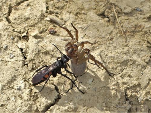 Trochosa sp.